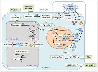 Diet-Induced Obesity Disturbs Microglial Immunometabolism in a Time-of-Day Manner